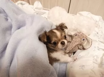 A.H 様のお迎えした子犬