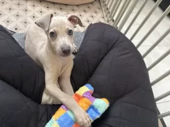 カロ 様のお迎えした子犬