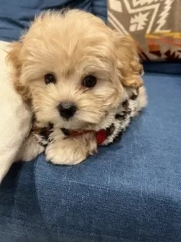 M.R 様のお迎えした子犬