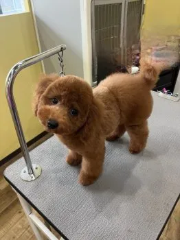 YM 様のお迎えした子犬