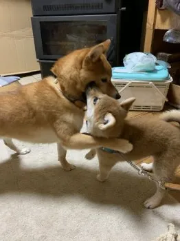 権次郎 様のお迎えした子犬