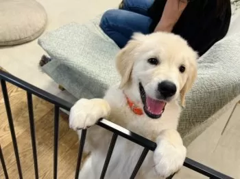 A.A 様のお迎えした子犬