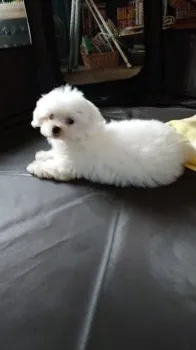 はる 様のお迎えした子犬