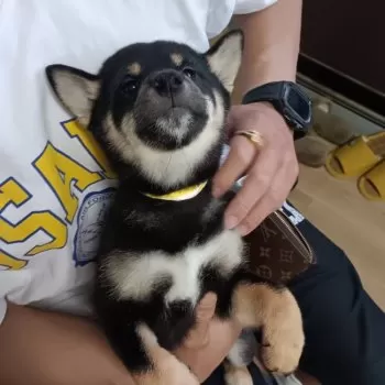 K.O 様のお迎えした子犬