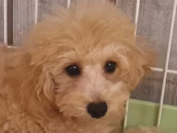 ケンゾウ 様のお迎えした子犬