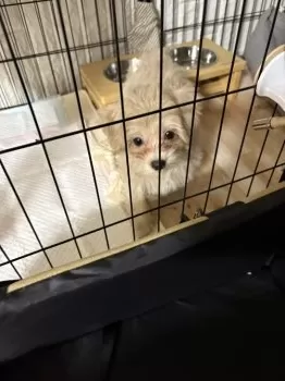 T.W 様のお迎えした子犬