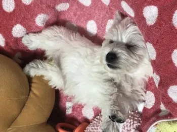 KRT 様のお迎えした子犬