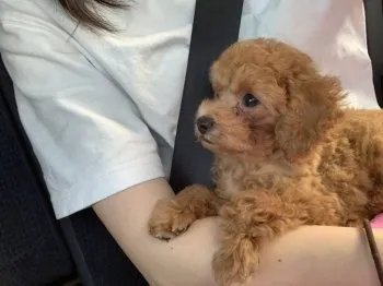 K.O. 様のお迎えした子犬