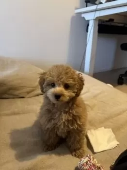 T.M 様のお迎えした子犬