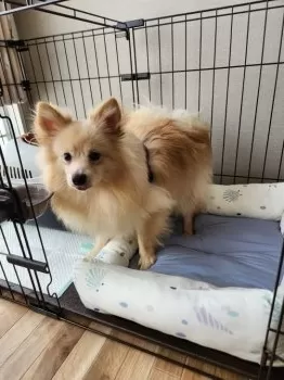 ひろ 様のお迎えした子犬