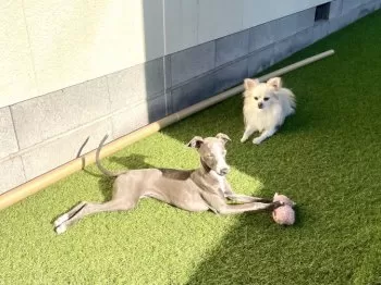 空冷四発好き 様のお迎えした子犬