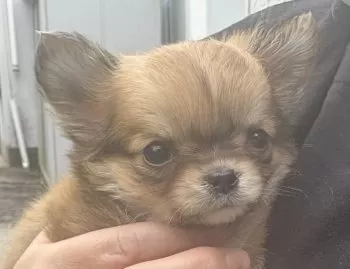 ひなこむ 様のお迎えした子犬