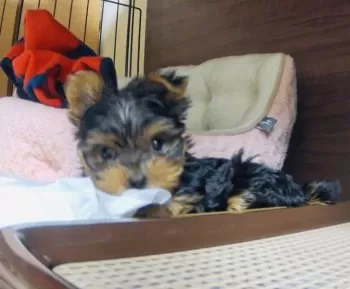 S.U 様のお迎えした子犬