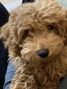 C.O 様のお迎えした子犬