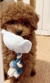 のん 様のお迎えした子犬