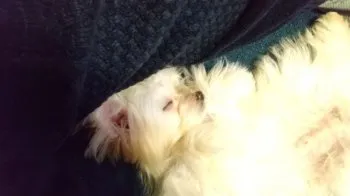 パーフェクト 様のお迎えした子犬
