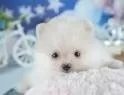 ジュン 様のお迎えした子犬