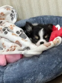 K.Ｉ 様のお迎えした子犬