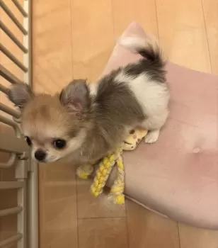 E.A 様のお迎えした子犬