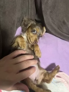 R.O 様のお迎えした子犬