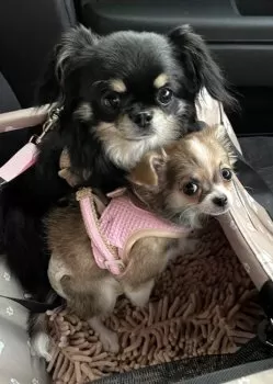 M.T 様のお迎えした子犬