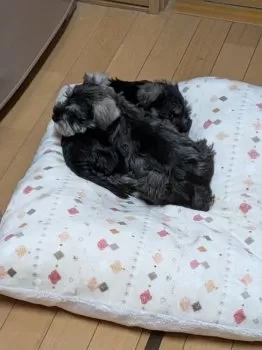 M.K 様のお迎えした子犬