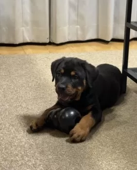 ちばたく 様のお迎えした子犬