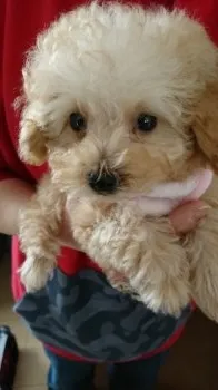 はる 様のお迎えした子犬