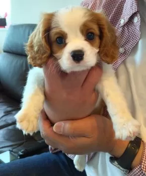 A.S 様のお迎えした子犬