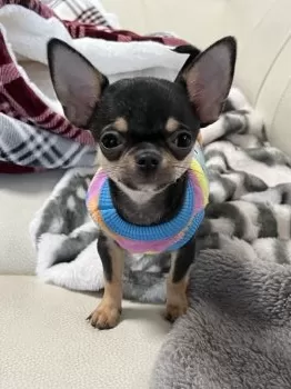 KAZU 様のお迎えした子犬