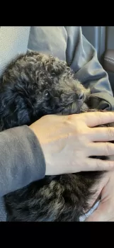 Y.K 様のお迎えした子犬