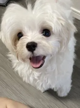 hiro 様のお迎えした子犬