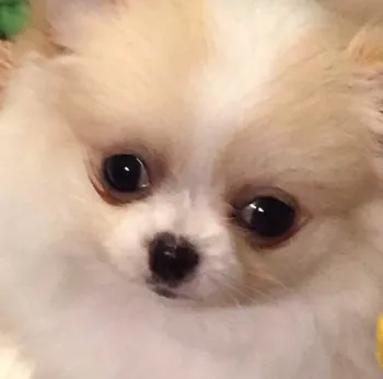 ひち 様のお迎えした子犬