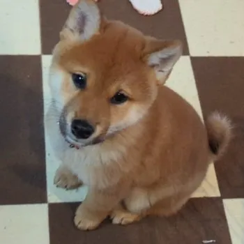 柴犬のシッポ 様のお迎えした子犬