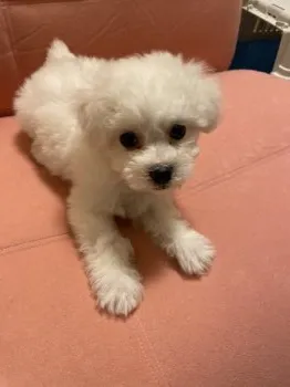 ひろぺ 様のお迎えした子犬