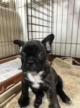 TMRS 様のお迎えした子犬