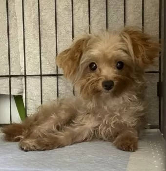E.S 様のお迎えした子犬