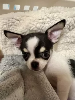 S.H 様のお迎えした子犬
