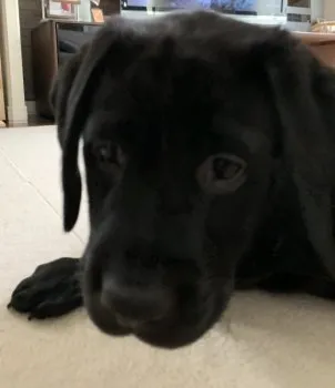kitamocow 様のお迎えした子犬