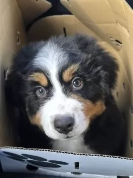 ルイ 様のお迎えした子犬