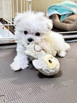 Y.M 様のお迎えした子犬