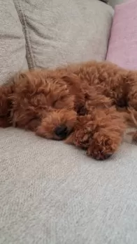 K.M 様のお迎えした子犬