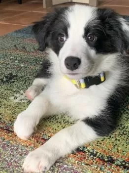 Ryra 様のお迎えした子犬