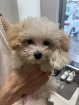 さくちゃん 様のお迎えした子犬