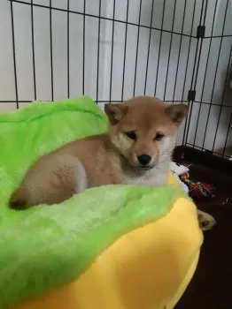 ゆう 様のお迎えした子犬