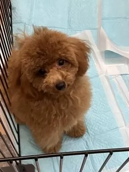 C.U 様のお迎えした子犬