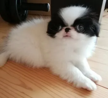 春ちゃん 様のお迎えした子犬