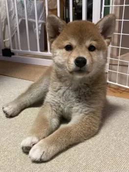 Y.K 様のお迎えした子犬