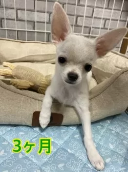 miku 様のお迎えした子犬