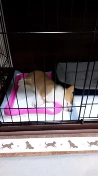 C.K 様のお迎えした子犬